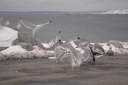 51) Peggy`s Cove