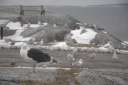 53) Peggy`s Cove